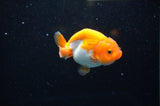 Juvenile Ranchu  Red White 3 Inch (ID#325R9b-59) Free2Day SHIPPING