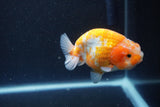 Ranchu  Sakura 3.5 Inch (ID#211R1c-60) Free2Day SHIPPING