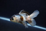 Thai Oranda  Panda 4 Inch (ID#0113T2c-49) Free2Day SHIPPING