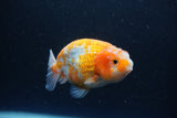 Ranchu  Sakura 3.5 Inch (ID#211R1c-60) Free2Day SHIPPING