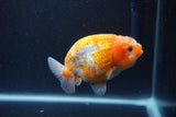 Ranchu  Sakura 3.5 Inch (ID#211R1c-60) Free2Day SHIPPING