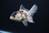 Thai Oranda  Tricolor 4 Inch (ID#0113T2c-50) Free2Day SHIPPING