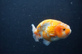 Ranchu  Sakura 3.5 Inch (ID#211R1c-60) Free2Day SHIPPING