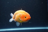 Ranchu  Sakura 4 Inch (ID#211R1c-61) Free2Day SHIPPING