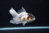 Thai Oranda  Tricolor 4 Inch (ID#0113T2c-50) Free2Day SHIPPING