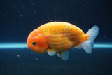 Ranchu  Sakura 4 Inch (ID#211R1c-61) Free2Day SHIPPING
