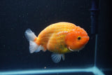 Ranchu  Sakura 4 Inch (ID#211R1c-61) Free2Day SHIPPING