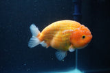 Ranchu  Sakura 4 Inch (ID#211R1c-61) Free2Day SHIPPING