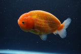 Ranchu  Sakura 4 Inch (ID#211R1c-61) Free2Day SHIPPING