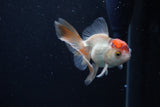 Thai Oranda  Tricolor 3 Inch (ID#0113T2c-51) Free2Day SHIPPING