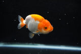 Juvenile Ranchu  Red White 3 Inch (ID#325R9b-61) Free2Day SHIPPING