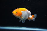Juvenile Ranchu  Red White 3 Inch (ID#325R9b-61) Free2Day SHIPPING