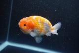 Ranchu  Sakura 4 Inch (ID#211R1c-62) Free2Day SHIPPING