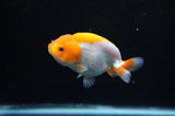 Juvenile Ranchu  Red White 3 Inch (ID#325R9b-61) Free2Day SHIPPING