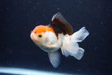 Juvenile Thai Oranda  Tricolor 4 Inch (ID#1126To13b-66) Free2Day SHIPPING