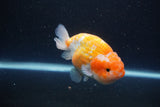 Ranchu  Sakura 4 Inch (ID#211R1c-62) Free2Day SHIPPING