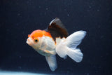 Juvenile Thai Oranda  Tricolor 4 Inch (ID#1126To13b-66) Free2Day SHIPPING