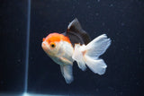 Juvenile Thai Oranda  Tricolor 4 Inch (ID#1126To13b-66) Free2Day SHIPPING