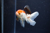 Juvenile Thai Oranda  Tricolor 4 Inch (ID#1126To13b-66) Free2Day SHIPPING