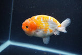 Ranchu  Sakura 4 Inch (ID#211R1c-62) Free2Day SHIPPING