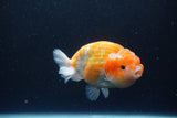 Ranchu  Sakura 4 Inch (ID#211R1c-62) Free2Day SHIPPING