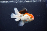 Juvenile Thai Oranda  Tricolor 4 Inch (ID#1126To13b-66) Free2Day SHIPPING