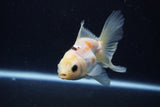 Thai Oranda  Tricolor 4 Inch (ID#0113T2c-52) Free2Day SHIPPING