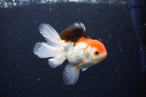 Juvenile Thai Oranda  Tricolor 4 Inch (ID#1126To13b-66) Free2Day SHIPPING