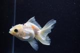 Thai Oranda  Tricolor 4 Inch (ID#0113T2c-52) Free2Day SHIPPING