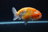 Ranchu  Sakura 4 Inch (ID#211R1c-62) Free2Day SHIPPING