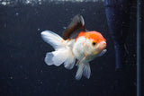 Juvenile Thai Oranda  Tricolor 4 Inch (ID#1126To13b-66) Free2Day SHIPPING