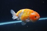 Ranchu  Sakura 4 Inch (ID#211R1c-62) Free2Day SHIPPING