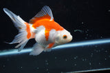 Ryukin Long Tail Red White 5 Inch (ID#321Ry8a-1) Free2Day SHIPPING