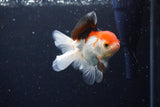 Juvenile Thai Oranda  Tricolor 4 Inch (ID#1126To13b-66) Free2Day SHIPPING