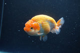 Ranchu  Sakura 4 Inch (ID#211R1c-63) Free2Day SHIPPING