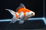 Ryukin Long Tail Red White 5 Inch (ID#321Ry8a-1) Free2Day SHIPPING