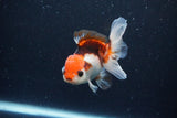 Juvenile Thai Oranda  Tricolor 3.5 Inch (ID#1126To13b-67) Free2Day SHIPPING