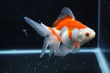 Ryukin Long Tail Red White 5 Inch (ID#321Ry8a-1) Free2Day SHIPPING