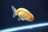 Baby Ranchu  Calico 2.5 Inch (ID#820R13c-74) Free2Day SHIPPING