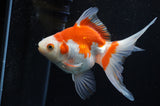 Ryukin Long Tail Red White 5 Inch (ID#321Ry8a-1) Free2Day SHIPPING