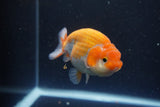 Ranchu  Sakura 4 Inch (ID#211R1c-63) Free2Day SHIPPING
