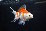 Ryukin Long Tail Red White 5 Inch (ID#321Ry8a-1) Free2Day SHIPPING