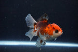 Juvenile Thai Oranda  Tricolor 3.5 Inch (ID#1126To13b-67) Free2Day SHIPPING