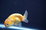 Baby Ranchu  Calico 2.5 Inch (ID#820R13c-74) Free2Day SHIPPING