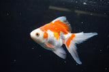 Ryukin Long Tail Red White 5 Inch (ID#321Ry8a-1) Free2Day SHIPPING