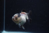 Short Body Thai Oranda  Panda 3.5 Inch (ID#0110T14b-103) Free2Day SHIPPING