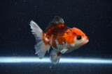 Juvenile Thai Oranda  Tricolor 3.5 Inch (ID#1126To13b-67) Free2Day SHIPPING