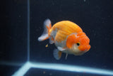 Ranchu  Sakura 4 Inch (ID#211R1c-63) Free2Day SHIPPING