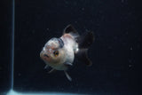 Short Body Thai Oranda  Panda 3.5 Inch (ID#0110T14b-103) Free2Day SHIPPING