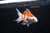 Ryukin Long Tail Red White 5 Inch (ID#321Ry8a-1) Free2Day SHIPPING